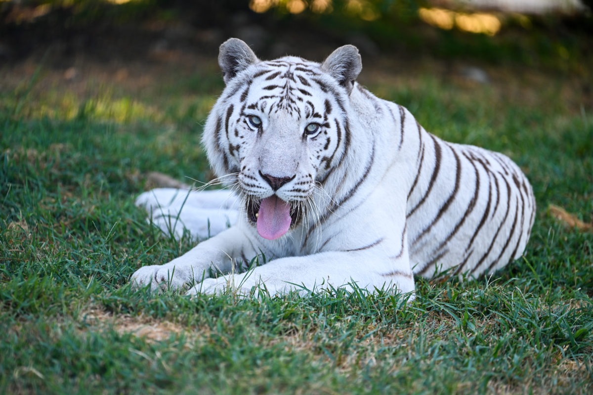 White Tiger